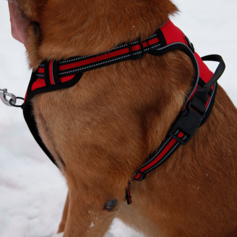 Harnais Trail Confort – Image 4