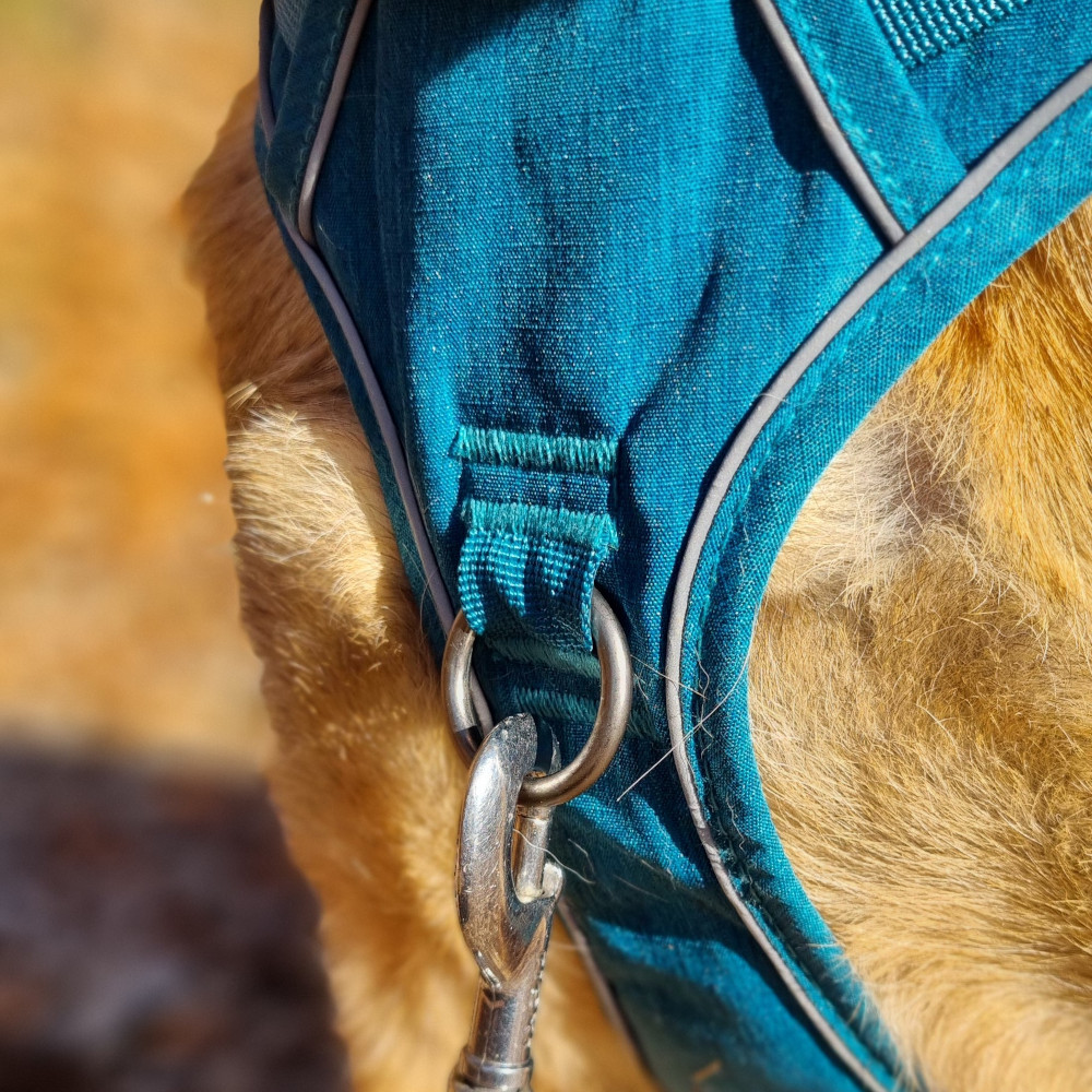 Harnais PAWAII Safewalk dog – Image 8