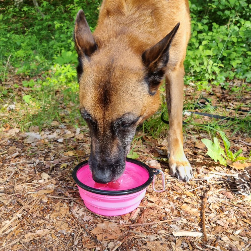 Gamelle Hiking dog – Image 4