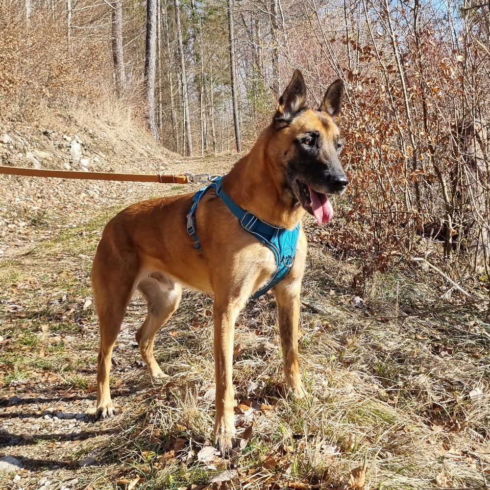 Harnais PAWAII Safewalk dog – Image 6